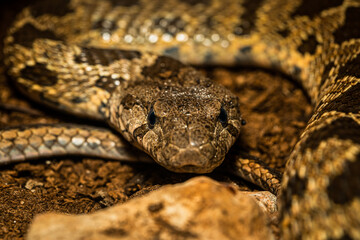 Viper Snake Close Up Portrait