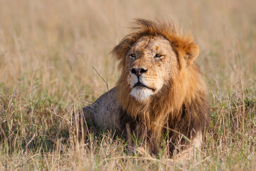 Lion (Panthera leo) male resting in the Masai Mara in Kenya © henk bogaard