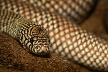 Snake Close up Portrait