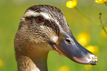 Kopf von weiblicher Wildente