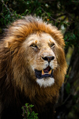 Lion (Panthera leo) male resting in the Masai Mara in Kenya