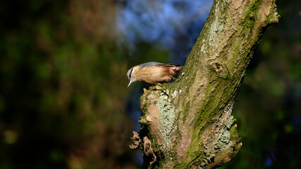 Nuthatch on a tree in winter, United Kingdom