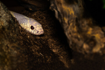 White Small Snake Portrait Close up Macro