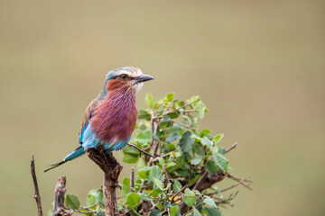 Lilac-breasted Roller (Coracias caudatus) on a branch in Masai Mara National Park in Kenya