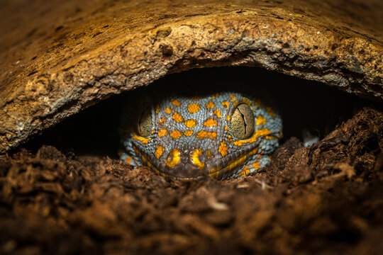 Gecko Lizard Hiding In Its Nest