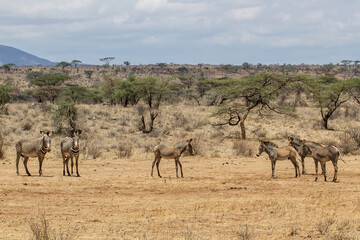 Fototapeta na wymiar Grevy zebra (Equus grevyi) in the dry Samburu National Park in the North part of Kenya