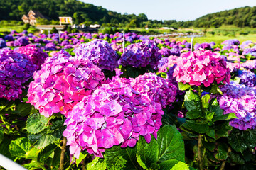 Purple hydrangea flowers are blooming beautifully in Yangmingshan National Park, Taiwan. 