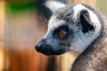 Obraz premium Lemur Close Up Portrait at Zoo