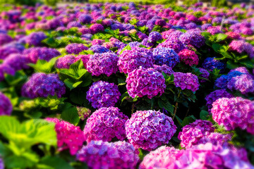 Purple hydrangea flowers are blooming beautifully in Yangmingshan National Park, Taiwan. 