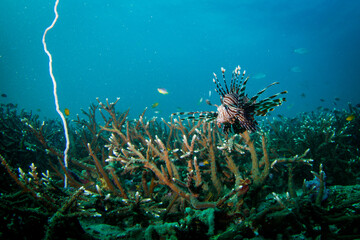 Lionfish patrolling a tropical coral reef at dusk
