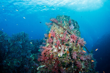 Fototapeta na wymiar Beautiful, colorful corals on a tropical coral reef .