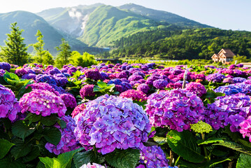 Purple hydrangea flowers are blooming beautifully in Yangmingshan National Park, Taiwan. 