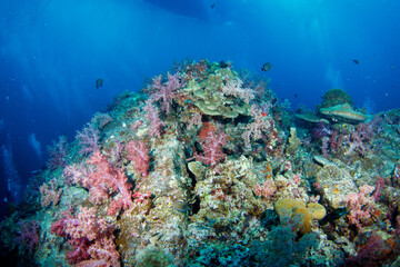 Plakat Beautiful, colorful corals on a tropical coral reef .