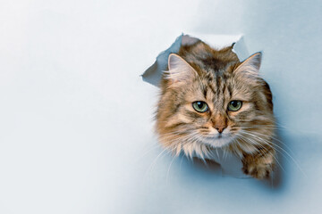 cat on a white background