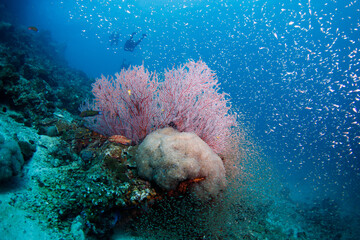 Beautiful, colorful corals on a tropical coral reef .