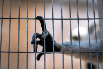 Lemur's Hand Holding on Cage