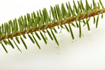 fir tree branch on a white background