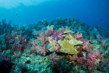 Naklejka na ściany i meble Beautiful, colorful corals on a tropical coral reef .