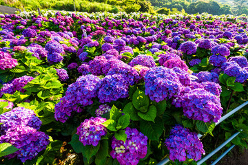 Purple hydrangea flowers are blooming beautifully in Yangmingshan National Park, Taiwan. 