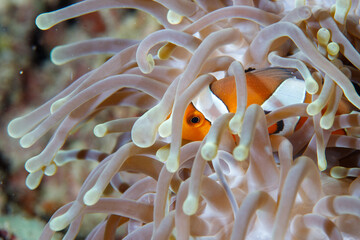 Clowfish peers out from between the tentacles of its home anemone on a coral reef.