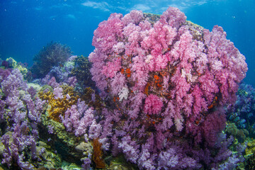 Beautiful, colorful corals on a tropical coral reef .