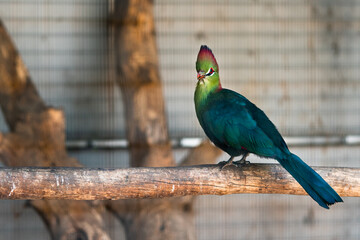 Exotic Green Bird at Zoo