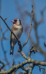 Goldfinch