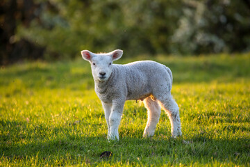 Fototapeta premium Cute newborn lamb in the meadow
