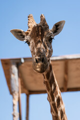 Naklejka premium Giraffe Close up Portrait at Zoo
