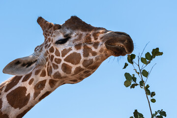 Giraffe Close up Portrait at Zoo