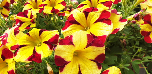 Panorama of yellow and red Petunia flowers.