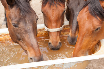close-up of a horse drinking water from a trough