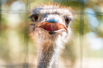 Funny Ostrich Close Up Portrait at Zoo