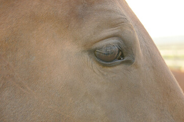 Close up of a horse's eye