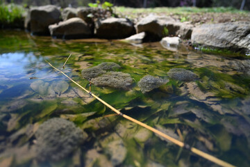 Fototapeta na wymiar Frog eggs in a clear stream 
