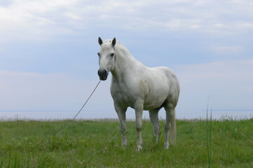 White horse grazing on a background of blue sky and lake