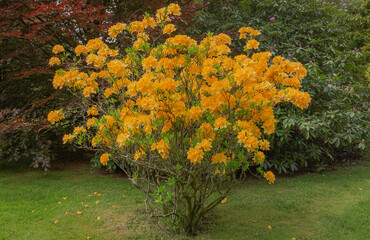 Rhododendron luteum, the yellow azalea or honeysuckle azalea, a fragrantdeciduous shrub which will...