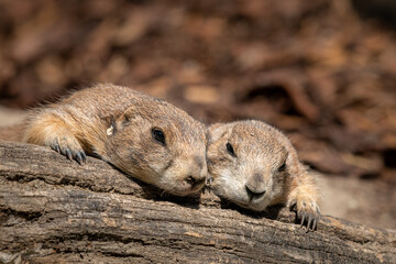 Two black tailed prairie dog lying in the sun