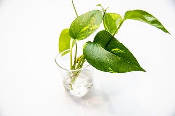 Closeup shot of plant leaves in a glass full of water on a white background