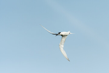 Young sandwich tern in flight blue sky