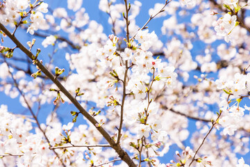 (自然ｰ花)青空とさくらの花びら４