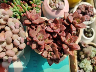 red succulent plant in heart shaped pot