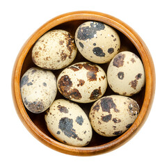 Obraz premium Group of fresh quail eggs in a wooden bowl. Speckled, whole eggs of common quail, Coturnix coturnix, a delicacy, used raw or cooked. Close-up, from above, isolated, over white, macro food photo.