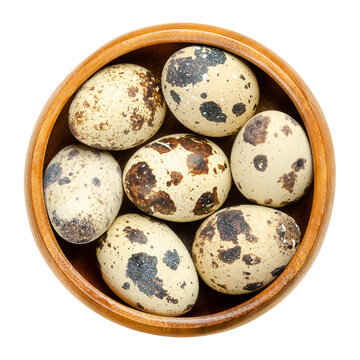 Group of fresh quail eggs in a wooden bowl. Speckled, whole eggs of common quail, Coturnix coturnix, a delicacy, used raw or cooked. Close-up, from above, isolated, over white, macro food photo.