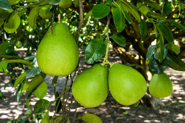 Pomelo fruit or shaddock tree in the garden of agriculture plantation, Hualien Taiwan.