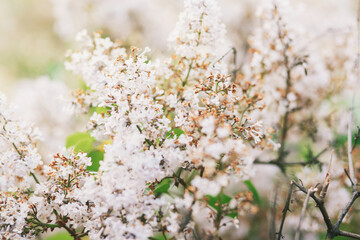 Spring blossom background