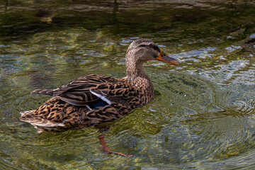 Canard colvert