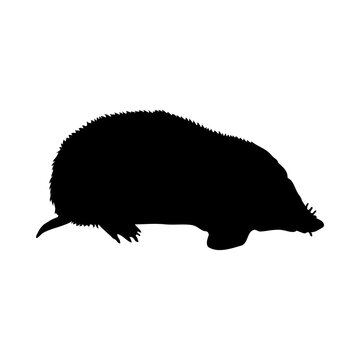 recommend clip art: Mole-Rat Silhouette