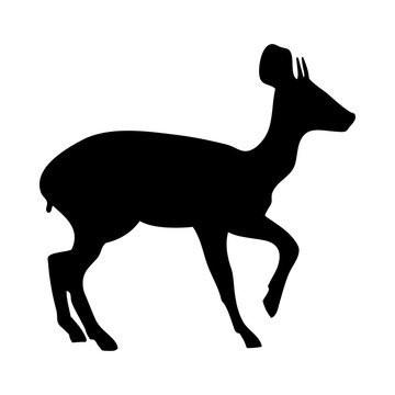 Oribi Antelope Silhouette