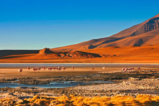 Paysage color&eacute; Sud Lipez cordill&egrave;re des Andes Bolivie pays de contraste &agrave; fortes nuances de couleurs